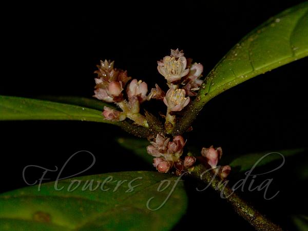 Rosy Sapphire Berry